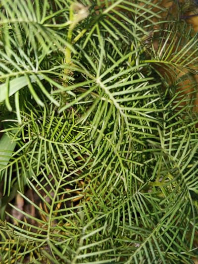 The image displays a vertical close-up of dense, vibrant green foliage, identified as being in the city of Kabal, Pakistan. The primary subject is a plant characterized by numerous slender, needle-like leaves or fronds arranged in a pinnate or bipinnate pattern, creating a thickly interwoven texture across the frame. Individual leaves are sharp in focus, particularly towards the center and lower half, exhibiting a uniform green hue with subtle variations in brightness due to natural light. The background is softly blurred, presenting indistinct shapes and colors predominantly in darker green, brown, and hints of yellow, suggesting organic material such as soil or other foliage. No human figures, animals, or artificial structures are discernible within the frame. The scene is static and devoid of active subjects or interactions.