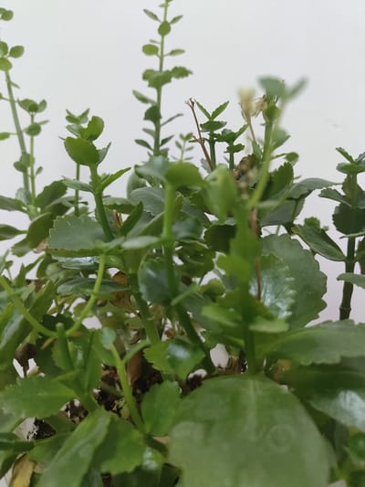A close-up, low-angle, slightly blurry, indoor photograph focuses on the dense green foliage of a Kalanchoe plant. The plant is potted, with hints of dark soil visible in the lower sections of the image. The leaves are fleshy, oval-shaped, and serrated along the edges, with a matte finish. Stems are upright and green, supporting the leaves. A few dried, light-brown flower remnants are visible, particularly towards the top center of the frame, indicating past blooming. The background is a plain, bright white, suggesting an indoor setting with artificial lighting or a white wall. There are no people, animals, or other objects in the scene. The image does not provide any information about the location in the city of Жарлыкөл, Kazakhstan.