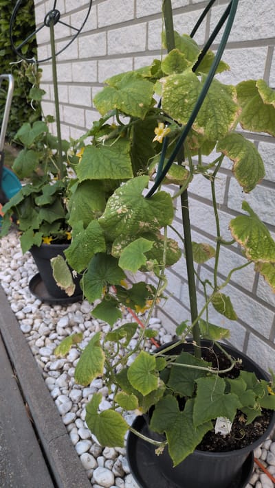 In Dissen am Teutoburger Wald, Germany, two potted cucumber plants are positioned outside next to a white brick wall. The plant in the foreground is taller and features several yellow flowers and developing cucumbers. Its leaves show signs of distress, with yellowing and browning edges, and white, patchy discoloration. The plant is supported by a green stake. To the left, a second, smaller cucumber plant in a black pot is visible, with generally greener leaves. Both pots sit on a bed of white pebbles. A grey concrete curb runs along the left edge of the image. A black metal plant support structure is partially visible behind the foreground plant.