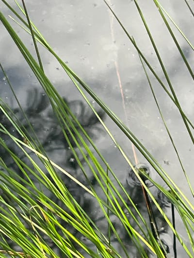 In the city of Priluki, Russia, tall, thin blades of green grass grow out of dark, murky water. The water's surface is rippled and reflective, showing faint shadows of unseen objects. One thin, reddish-brown strand runs vertically through the image, partially submerged in the water. In the lower right quadrant, a small, dark creature with a green sheen on its head is visible just above the water's surface, its body submerged. The scene is focused on the vegetation and water, creating an abstract composition of natural elements.