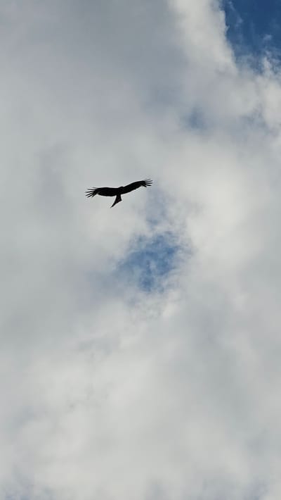 A solitary bird of prey, silhouetted against a cloudy sky, soars in Roßleben, Germany. The bird, likely a kite or hawk due to its distinctive forked tail and broad wingspan, is captured in mid-flight. Its wings are spread wide, with individual feathers visible at the tips, suggesting it is either gliding or actively maneuvering. The bird is positioned in the lower-left quadrant of the frame, creating a sense of depth and emphasizing its isolation in the vast sky.
The sky itself is a dynamic composition of light and shadow. Large, fluffy clouds dominate the frame, casting a soft, diffused light. Patches of blue sky peek through the clouds, particularly in the upper-left and central portions of the image, indicating a partly cloudy day. The overall lighting suggests it could be late morning or early afternoon, with the sun obscured by the cloud cover.
The image evokes a feeling of freedom and wildness. The bird's solitary flight against the expansive sky highlights its independence and mastery of its environment. There are no visible man-made structures or human figures, reinforcing the focus on nature. The scene is peaceful, with the gentle presence of the clouds and the quiet grace of the bird in flight. No text is visible in the image.