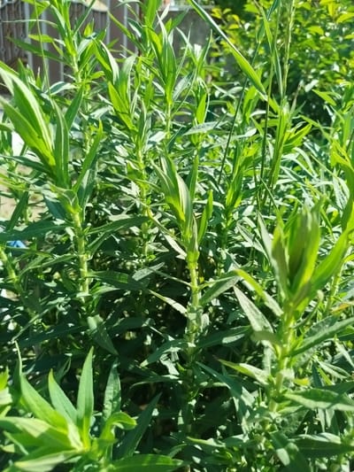 The image shows a close-up of green foliage, likely plants, with long, narrow leaves. The plants are densely packed and appear to be growing outdoors in sunlight, as evidenced by the bright illumination and shadows. The background is blurred but suggests a natural environment with more greenery and possibly some structures, though these are indistinct. The scene is set in Ceadîr-Lunga, Moldova.