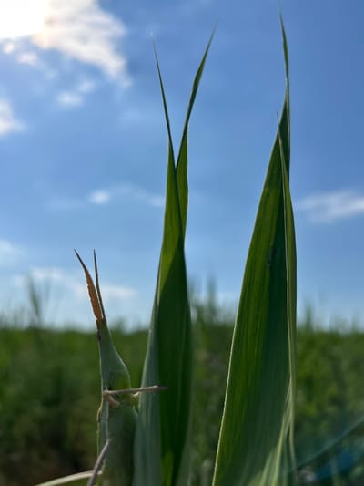 A close-up, low-angle shot captures a grasshopper perched on a blade of grass. The grasshopper, mostly green, is positioned in the lower left of the frame, its head pointed upwards and slightly to the right. Two prominent green blades of grass are in the foreground, with the grasshopper nestled between them. The background is a blurred expanse of green fields under a bright blue sky with scattered white clouds. The sun is visible in the upper left, casting a bright glow. The image appears to be taken in an outdoor, natural setting, likely a field or meadow. There are no people or any man-made structures visible in the image. The overall impression is one of nature and a serene, sunny day.