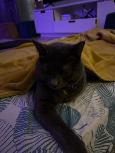 A gray cat sleeps peacefully on a bed covered with a blue and white patterned sheet. The cat's head rests on a yellow blanket or towel. Its eyes are closed, and its body is curled up. A leg extends along the top of the sheet. To the left, out of focus, is a white shelf unit with purple lighting. The overall scene has a calm and cozy atmosphere.
