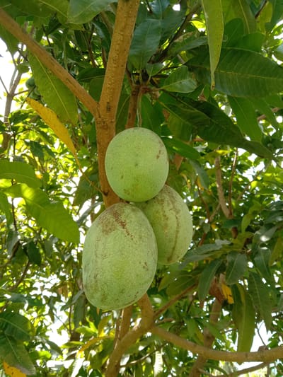 The image shows three unripe mangoes hanging from a mango tree. The mangoes are green, indicating they are not yet ripe. The tree has green leaves and brown branches. The location is Blangkarieng, Indonesia. The environment is bright and sunny. There are no people visible in the image.