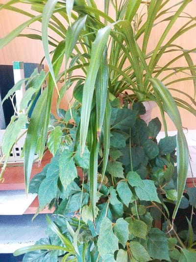 This is a medium-shot, eye-level, indoor photograph of a potted plant with lush green foliage. The plant is positioned on a shelf, with a light-colored wall and wooden trim visible in the background. The foreground is dominated by the plant's leaves, with some of the longer, strappy leaves of what appears to be a spider plant hanging down. Beneath these, there are clusters of smaller, lobed leaves from another plant, possibly ivy. A hint of a white pot can be seen peeking through the leaves. The lighting is soft and even, with no harsh shadows. There are no people or animals present in the image. The overall impression is one of a healthy, well-maintained houseplant. The image does not contain any visual information that can be used to determine its location in the city of Сарыкөл, Kazakhstan.