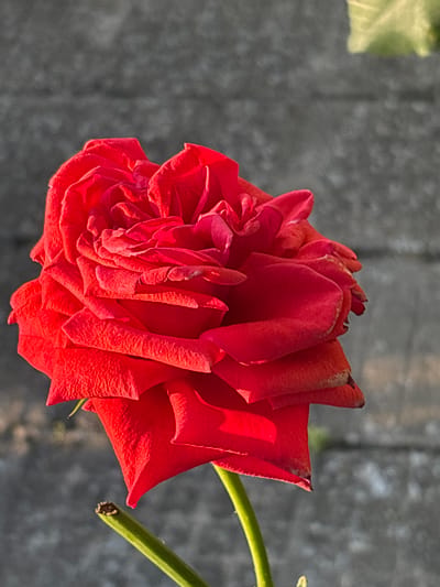 A close-up, side-profile shot focuses on a vibrant red rose in bloom. The rose is depicted with numerous, intricately layered petals, many showing slight wilting at the edges with hints of brown. The flower is captured against a blurred background of a grey, textured surface, possibly a wall or paving stones. A thin, green stem extends downwards from the bottom of the frame, also showing a cut end. A faint suggestion of green foliage is visible in the upper right background. The lighting suggests it is late afternoon or early morning, casting a warm glow on the rose. The scene is situated in Enevo, Bulgaria.