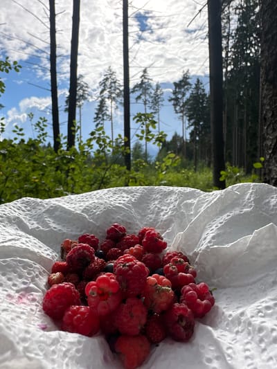 A close-up, eye-level shot captures a pile of freshly picked raspberries resting on a white textured cloth. The berries, a vibrant mix of red and some with hints of yellow, are piled loosely, with some crushed berries and juice staining the cloth pink in the lower left corner. Behind the berries, a blurred background depicts a sun-dappled forest. Tall, thin trees with dark bark dominate the mid-ground, interspersed with lush green foliage and the bright blue sky with scattered white clouds above. The overall scene evokes a sense of nature and a recent harvest. The location is not identifiable as Пашкаўскі сельскі Савет, Belarus.
