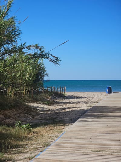 The image depicts a beach scene in Deveses, Spain, on a clear day with a bright blue sky. In the foreground, a wooden boardwalk curves from the right side of the frame towards the center. The boardwalk is made of light-colored wooden planks and casts long shadows onto the sandy beach. To the left of the boardwalk, a sandy dune is covered with dry grasses and some green vegetation. Further left, a dense cluster of tall green reeds or bamboo lines the edge of the sandy area, with slender stalks extending upwards towards the sky. A rope and wooden post barrier separates the vegetation from the sandy path leading to the beach. In the middle ground, the sandy beach stretches towards the ocean. Tire tracks are visible in the sand, suggesting recent vehicle activity. A wooden post and rope barrier runs along the edge of the beach. In the background, the turquoise ocean meets the horizon under the clear blue sky. A solitary blue and black trash bin is placed on the sand to the right, near the boardwalk. The water appears calm, with a few distant specks that could be boats or kites. The overall impression is one of a well-maintained beach area, offering access to the sea.