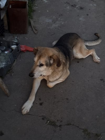 The image depicts a medium-sized dog lying on a dark, cracked asphalt surface, possibly a street or sidewalk. The dog has tan and black fur. The dog's eyes are visible. The dog is lying near trash and debris, including a metal box, a plastic crate, and discarded cans. The image might be from Asenovo, Bulgaria.