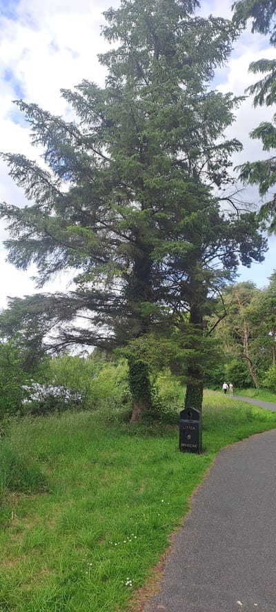 This image captures a scene in Lough Lannagh Park in Castlebar, Ireland. A large conifer tree dominates the foreground, its branches extending wide across the frame. To the right of the tree, a black litter bin is visible, marked with the words "LITTER" and "BRUSCAR". A paved pathway curves away from the bin into the distance, where two individuals, likely women, are walking. The park features lush green grass interspersed with small white wildflowers, and beyond the path, a dense area of trees and foliage can be seen. The sky is partly cloudy.