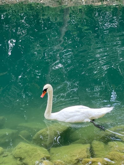 A white swan with an orange beak swims in clear, greenish water with visible moss-covered rocks below the surface. The swan is facing left, with its neck gracefully curved. The water is rippled, reflecting sunlight and creating a shimmering effect on the surface. The scene appears to be in a natural body of water, possibly a lake or river.