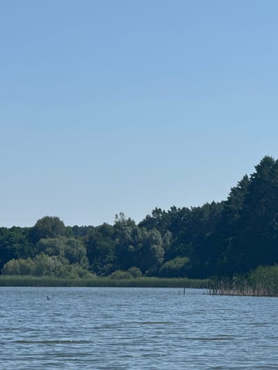 The image captures a serene natural landscape, likely a lake or large body of water, situated near Tiutky, Ukraine. The sky is a clear, light blue, devoid of clouds. In the foreground, the water's surface is rippled, reflecting the ambient light. A line of tall reeds and lush green trees forms the backdrop along the shoreline. The trees are dense, with various shades of green indicating different species and foliage. The overall impression is one of tranquility and natural beauty, with no human presence or man-made structures immediately apparent in the scene.