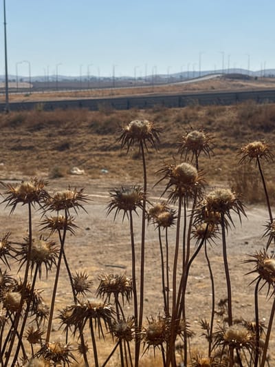 This media file shows a close-up of dried thistles with a border fence and a landscape in the background. The thistles are the primary subject, their prickly seed heads prominent against the muted tones of the background. They are arranged on thin, dark stems, creating a complex, layered effect.

In the background, a chain-link fence stretches into the distance, bordered by a dirt road or path. Beyond the fence, the terrain is dry and arid, with sparse vegetation. Several tall, slender poles, likely for lighting or security, are visible along the fence line, spaced at regular intervals. The sky is a clear, pale blue, suggesting a sunny day.

The overall scene conveys a sense of dryness and desolation, characteristic of an arid or semi-arid environment. The presence of the border fence indicates a controlled or possibly disputed area. The lighting suggests it is daytime, likely morning or afternoon, with the sun casting shadows. No people are visible in the frame, and no text is present. The location context points to the Bnei Shimon Regional Council in Israel, a region known for its desert and semi-desert landscapes.