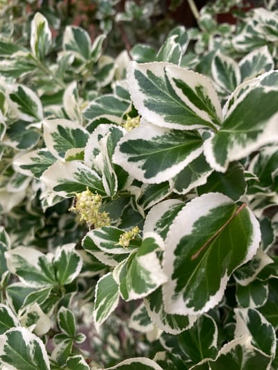 A close-up, overhead view shows a variegated plant with green leaves edged in white, growing in Lütjenwestedt, Germany. The plant is dense and leafy, with many overlapping leaves. Tiny pale yellow flowers cluster on some of the branches. Two small black ants are visible on one of the flower clusters. The background is a blur of green and white foliage, indicating a natural or garden setting.