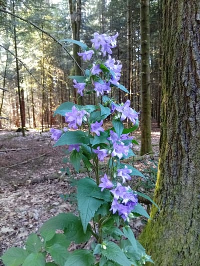 The image captures a close-up view of a cluster of bell-shaped purple flowers with green leaves in a forest setting. The flowers are delicate and appear to be in bloom, with multiple blossoms on a single stem. Behind the flowers, a dense forest of tall, slender trees with brown bark is visible. Sunlight filters through the trees, creating a dappled light effect on the forest floor, which is covered in fallen leaves and twigs. A large tree trunk, covered in moss, is prominent on the right side of the frame, providing a textured backdrop. The overall impression is one of a tranquil and natural woodland scene. The time of day appears to be daytime, possibly morning or afternoon, given the sunlight. The weather seems to be clear. The location context is Meiniswil, Switzerland, suggesting a European forest environment. No text is visible in the image.