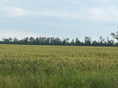 A wide, slightly overcast sky stretches across the top of the image. Below the sky is a horizontal line of dense green trees. The majority of the image is filled with a vast field of tall, green crops, likely wheat, which appears to be in its growth stage. In the foreground, there is a patch of taller, wilder green grass and some dried stalks of grain. The scene depicts a rural landscape in Bezimenne, Ukraine, with no people or animals visible.