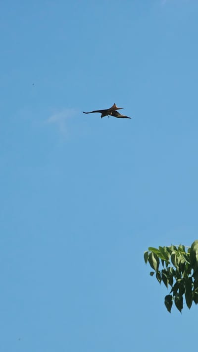 A bird of prey with dark brown plumage and a forked tail is in flight against a clear blue sky. Its wings are spread wide, and its body is angled downwards as if it is diving or hunting. The bird is positioned in the upper center of the frame. In the lower right corner, a cluster of green leaves from a tree extends into the frame, providing a contrast of green against the blue sky. The background is entirely the sky with a faint, wispy cloud in the upper left quadrant. There is no visible evidence of human presence or urban structures in this outdoor, natural scene, nor is there any information within the image to indicate the location is Roßleben, Germany.
