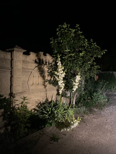 The image depicts an outdoor scene at night, featuring a decorative stone fence on the left and a variety of plants and trees on the right. The fence is constructed from light-colored, textured stone blocks and has an ornate top with arched cutouts. Shadows from the plants are cast upon the fence. In front of the fence and extending to the right are several plants, including a prominent flowering plant with tall spikes of white blossoms. Behind the flowering plant, a leafy tree with green foliage is visible. The ground in the foreground appears to be a gravel or dirt path. The overall environment suggests a residential or garden area, potentially in the city of Negrești, Moldova, given the prompt's context. There are no people or animals present in the frame. The lighting suggests an artificial light source, possibly a street lamp or flashlight, illuminating the scene from the right.