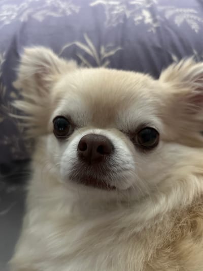 A close-up, eye-level shot focuses on the face of a light-colored, long-haired chihuahua. The dog's nose is prominently featured in the center of the frame, with its dark, wet nostrils and brown fur. Dark, round eyes are visible on either side of the nose, looking slightly to the left and right, respectively. The dog's fur is fluffy and light beige, with some darker brown tips on its ears and around its muzzle. The background is blurred and consists of a purple fabric with a subtle pattern of light-colored leaves or branches. The lighting is soft, with no harsh shadows, suggesting an indoor setting, possibly a bedroom. The overall impression is one of a relaxed and possibly sleepy dog. The image does not contain any information or visual cues to determine its location in Tashla, Russia.
