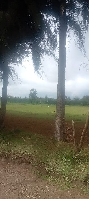 The image displays an outdoor, rural landscape in Rwanyambo, Kenya, under a uniformly light grey, overcast sky. The foreground consists of a reddish-brown dirt path or road transitioning into a strip of green grass and weeds. Two prominent trees with dark, textured trunks and dense green foliage frame the central view, positioned on the left and right sides of the frame. A wire fence is partially visible to the right of the rightmost tree trunk, incorporating several slender wooden posts. Beyond the immediate foreground, an expansive field stretches into the midground, characterized by a lower section of dark brown, exposed soil and an upper section covered in vibrant green vegetation. A slender, white vertical stake or marker is present within the green vegetated area of the field. The background features a dense line of green trees forming a distant horizon, with indistinct, hazy hills or mountains faintly visible above them against the cloudy sky. No individuals or animate subjects are depicted.