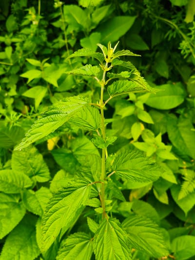 This is a close-up, vertical shot of a nettle plant with vibrant green leaves, set against a background of more blurred green foliage. The nettle's stem is visible, rising from the bottom of the frame, with pairs of serrated leaves emerging along its length. The leaves are a bright, almost neon green, with distinct veins and a slightly textured surface. Some leaves appear delicate and new at the top of the stem, while others are larger and more mature lower down. The background is a dense, out-of-focus tapestry of various green leaves, creating a sense of depth and suggesting a lush, natural environment. The lighting appears bright, possibly indicating daylight, but the overall mood is natural and undisturbed. There are no people, text, or specific events depicted; the focus is solely on the plant itself and its verdant surroundings, likely in a natural setting. The location context of Gusyra, Russia, suggests this could be a common wild plant found in the Russian countryside during a period of growth, likely spring or summer.