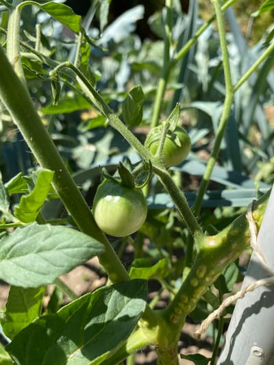 A close-up, eye-level, natural-light photograph shows a cluster of unripe, green tomatoes growing on a vine. The tomatoes are round and vary slightly in size, with the largest being approximately two centimeters in diameter. The vine is thick and green, with visible hairs and small bumps along its stem. Leaves of the tomato plant are also visible, in various shades of green, some in focus and others blurred in the background. The background consists of more greenery, appearing to be other plants in a garden. A thin, white string is tied around a thick, grey pole on the right side of the image, partially obscuring the vine. The location is outdoors, suggesting a garden setting.