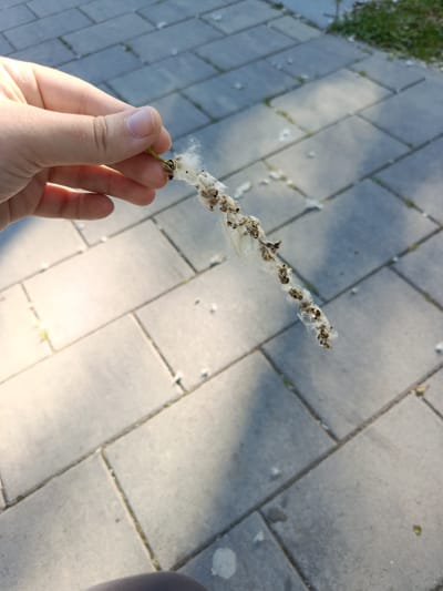 A hand with light skin is holding a long, thin stalk with small seed pods covered in white fluff. The stalk appears to be a plant that has gone to seed, possibly cottonwood or poplar. The background is a paved walkway made of gray rectangular stones. Sunlight casts shadows on the walkway, indicating it is daytime. There is a patch of green grass on the right side of the image. The scene appears to be outdoors, possibly in a park or along a street in Ust-Dzheguta, Russia.