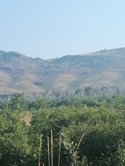This image depicts a natural landscape dominated by a gently sloping, barren hillside under a clear, pale blue sky. The hillside exhibits a rough texture with varying shades of brown and grey, suggesting dry vegetation or exposed earth. In the midground, a dense band of lush green trees and shrubs creates a sharp contrast with the dry hillside, forming a natural barrier. The foreground is filled with more dense green foliage and several tall, dry stalks of grass or reeds, some of which are partially visible. The overall scene is tranquil and appears to be located in a rural or undeveloped area, consistent with the outskirts of Predgornoje, Kazakhstan, which is known for its mountainous terrain and natural landscapes. There are no people or man-made structures visible in the image.