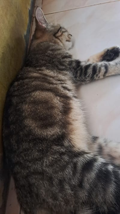 A tabby cat is sleeping on a tiled floor next to a yellow wall. The cat is lying on its side with its eyes closed and its paws outstretched. Its fur is a mix of brown, black, and beige stripes. The floor tiles are light-colored and appear to be slightly dirty. The yellow wall is rough in texture and has some dark marks on it. The scene appears to be indoors, possibly in a home or a shelter. No specific location within the city of Lhokaweawe, Indonesia, can be identified from the image.