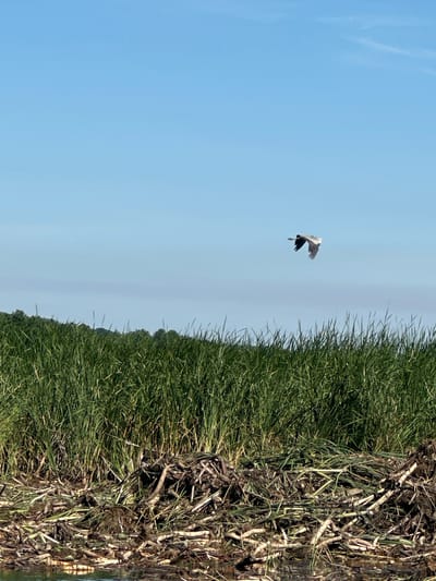 A bird flies across a clear blue sky above a dense field of green grass. In the foreground, a pile of reeds and branches sits at the edge of the water. The scene is a natural landscape in the city of Khlypnivka, Ukraine.