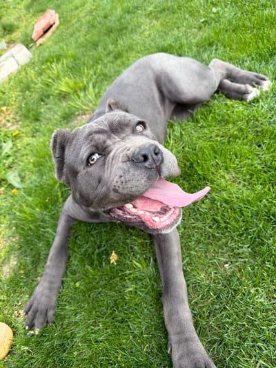 A gray Cane Corso dog lies on a lawn of green grass. The dog is on its back with its tongue lolling out of its mouth. Its head is tilted upwards. Its front paws are stretched out. Its back legs are bent. The location appears to be outdoors on a residential lawn. The geographic location of Bratia Kunchevi, Bulgaria cannot be determined from this image.