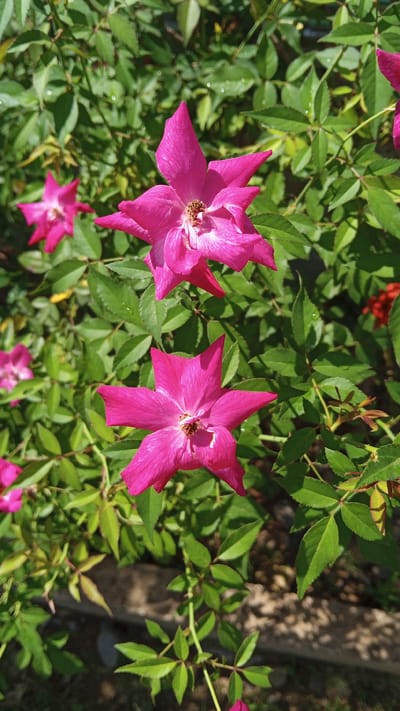 The image is a close-up, eye-level shot of bright pink, five-petaled flowers blooming on a rose bush. The flowers have delicate, slightly wavy petals with visible veining and brown stamens in the center. They are surrounded by a dense foliage of green leaves, some of which have water droplets on them, suggesting recent rain or dew. The lighting indicates it is daytime, with sunlight creating dappled shadows on the leaves and flowers. In the background, out of focus, are more leaves and hints of darker ground. The scene is likely in a garden or natural setting, and no people or specific landmarks are visible. Given the request for location in Kebonbaru, Indonesia, it's a natural scene in that area.