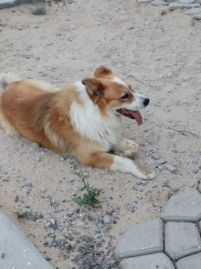 An adult corgi with tan and white fur lies on a sandy ground in Saiyn Şapağatov, Kazakhstan. The dog is panting with its tongue hanging out and facing to the right. The ground is composed of sand, small rocks, and some concrete paving stones. A small green plant grows in the foreground. The overall lighting suggests it is daytime.