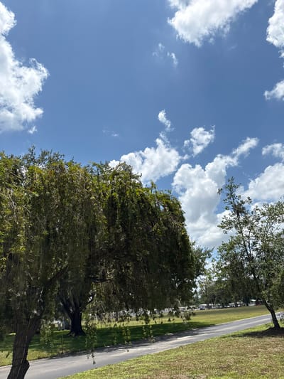 This is a vertical, full-shot photograph taken outdoors. The image is dominated by a bright blue sky filled with fluffy white clouds. In the foreground, a large, lush green tree with a dark trunk occupies the right side of the frame. The tree's branches extend upwards and inwards, with its leaves creating a dense canopy.
To the right of the tree, a paved road runs diagonally from the top of the frame towards the bottom. The road is bordered by a strip of green grass on the left and a wider area of mowed grass on the right. In the distance, along the left side of the road, several parked vehicles are visible, suggesting a roadside or parking area. The overall lighting indicates it is daytime, likely late morning or afternoon, with clear and pleasant weather. There are no people or animals visible in the frame. The scene appears to be in a park or a well-maintained roadside area. There is no visible text in the image.