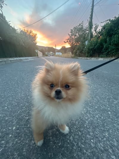 The image depicts a Pomeranian dog being walked on a leash along a paved road in Boboshevo, Bulgaria. The dog, a small breed with fluffy tan and white fur, is the primary subject and is positioned in the foreground, facing the camera. The road surface is asphalt with visible aggregate. In the background, trees and vegetation line the sides of the road. Power lines are visible overhead, strung between wooden poles. The sky displays a dramatic sunset with warm orange and pink hues illuminating the clouds, suggesting it is either dawn or dusk. The overall environment appears to be a semi-urban or rural setting.