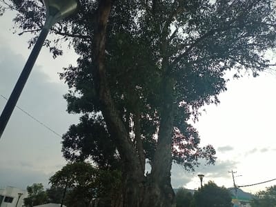 A large, mature tree dominates the frame, its thick, textured trunk branching into a dense canopy of leaves. A modern street lamp stands to the left, its curved arm reaching skyward. The sky is overcast with varying shades of grey, suggesting a muted day. A utility pole and possibly a building peek out from beneath the tree's lower branches, hinting at a somewhat urban setting.