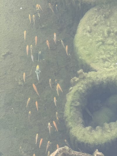 The image depicts an overhead view of a shallow, murky body of water, likely a pond or calm river section, located in Зеленогорское сельское поселение, Ukraine. Numerous fish, predominantly yellowish-orange to reddish-brown with some displaying mottled grey and black patterns, are scattered and swimming freely throughout the scene. The water exhibits a greenish-brown tint, with the bottom partially visible and covered by a layer of fine green algae or sediment. Submerged on the right side of the frame are several large, circular objects, heavily encrusted with dense green algae. These objects appear consistent with discarded tires or concrete rings, with one clearly showing a hollow center. No individuals are present in the image.