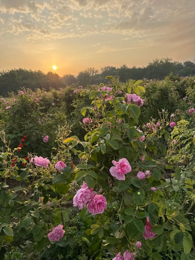 The image depicts a sprawling rose field bathed in the warm, golden light of either sunrise or sunset, strongly suggesting the "Rose Valley" near Dolno Sahrane, Bulgaria. The sky, occupying the upper left portion, transitions from a bright golden glow around the low-hanging sun to a lighter, hazy orange-yellow, dotted with scattered, soft clouds.
The foreground and mid-ground are filled with dense rose bushes, lush with green foliage and abundant pink roses. The roses are in various stages of bloom, from tight buds to fully open, multi-petaled flowers, showcasing shades of soft to vibrant pink. The leaves of the rose bushes are a rich green, with some edges and surfaces subtly highlighted by the golden sunlight. Deeper within the field, more rose bushes stretch into the distance, suggesting a vast cultivation area. Hints of other red flowers are barely visible among the green foliage further back.
The time of day is clearly the golden hour, creating a peaceful and serene atmosphere. The soft, diffused light gives a dream-like quality to the scene. No people or visible text are present. The image beautifully captures the natural beauty and tranquility of a rose farm.