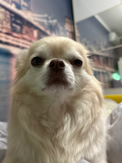 The image is a close-up, low-angle shot of a small, light-colored dog, possibly a Chihuahua or a similar breed. The dog has long, fluffy fur and dark eyes. Its face is turned towards the camera, and its nose is dark and wet. The dog appears to be lying down.
The background is blurred, but it seems to be an indoor setting. There is a wall with a patterned wallpaper or mural featuring an urban landscape, possibly of skyscrapers or city buildings. The colors in the background are muted, with blues, grays, and hints of orange and brown. A yellow object and a white, soft object, possibly a blanket or pillow, are visible in the upper right portion of the frame. The lighting suggests it is daytime indoors. There are no people visible in the image.
The overall mood of the image is calm and peaceful, focusing on the dog's gentle expression. There is no visible text. The location context provided is Tashla, Russia.