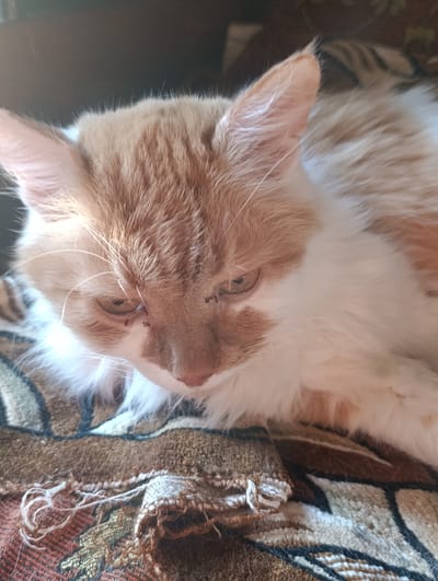 The image shows a close-up of a fluffy, orange and white cat lying on a patterned blanket. The cat is looking downwards with its eyes slightly narrowed. Its fur is thick and appears soft, with distinct patches of orange and white. The cat's face shows some scabs or marks around its eyes and nose. The blanket beneath the cat has a complex pattern with shades of brown, beige, and black, and appears to be worn or damaged in some areas, with visible loose threads and fraying. The background is dark and out of focus, suggesting an indoor setting. The lighting appears to be natural, possibly from a window, casting a soft glow on the cat. The overall mood of the image is calm and intimate, focusing on the resting cat and its textured surroundings. There is no visible text in the image.