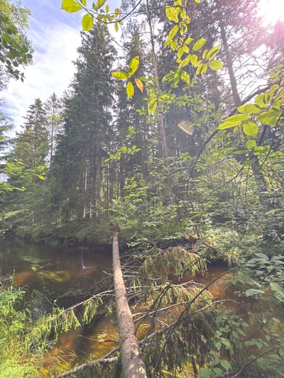 The image depicts a forest scene with a stream running through it. Tall evergreen trees dominate the background, their dense foliage creating a canopy that allows dappled sunlight to filter through. In the foreground, a fallen tree trunk spans across the stream, its bark textured and weathered. The water in the stream is a murky brown, with aquatic plants visible beneath the surface. Lush green undergrowth, including moss and ferns, covers the banks of the stream and the forest floor. The sky above is partly cloudy, with rays of sunlight breaking through. The overall impression is one of a serene and natural environment. There are no people or animals visible in the image. This scene is consistent with the natural landscapes found in the outskirts of cities like Petergof, Russia, which are known for their extensive forests and waterways.