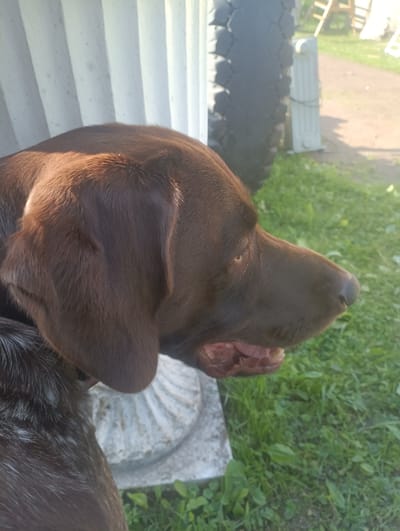 The media file is a close-up, vertical, outdoor photograph of a brown dog's head. The dog is facing right in profile, with its mouth slightly open, revealing its teeth and tongue. The dog's fur is a rich brown color, and its ears are floppy. Part of its body, with darker, possibly brindle fur, is visible in the lower left corner.
Behind the dog, the background is somewhat out of focus. To the left, there is a textured, white vertical structure, possibly a pillar or part of a building, with a ribbed pattern. In the middle ground, a large, black tire is visible, leaning against something. Further in the background, there is a grassy area with green vegetation and some sunlight dappling the ground. There are also some hints of man-made objects, such as what appears to be a ladder or scaffolding and a white structure with vertical lines.
The lighting suggests it is daytime, likely late afternoon or early evening, given the warm tones and shadows. The overall scene appears to be an outdoor setting, possibly a yard or a rural area. The dog's expression is neutral, but its open mouth could indicate panting or simply a relaxed state. There is no visible text in the image. The location context provided is Primorsk, Russia.
