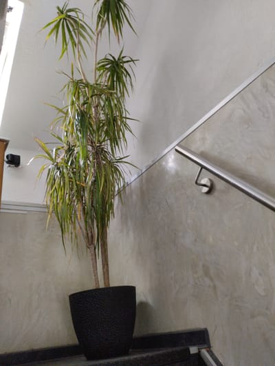 The image shows an indoor scene with a tall potted plant with thin, green and yellow leaves, placed in a dark, textured pot. The plant stands on a dark surface, possibly stairs, in what appears to be a hallway or common area. To the right, a stainless steel handrail is mounted on a wall with a marbled or textured grey finish. The wall also features a thin, metallic trim. To the left of the plant, a white wall is visible with what appears to be a small black device mounted on it. The lighting suggests an indoor environment, possibly illuminated by natural light from a nearby window or artificial lighting. The overall impression is of a clean, modern interior space, potentially in a residential or commercial building in Troisdorf, Germany. There are no people visible in the image.