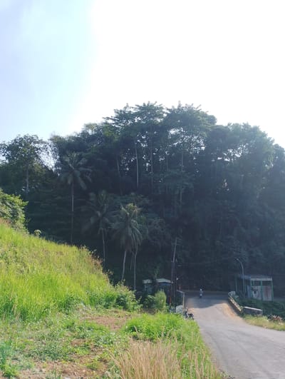 The image shows a paved road curving uphill through a lush, green environment. On the left, a grassy slope rises steeply, covered in tall green grass and smaller plants. On the right, the road passes a small, open-sided building with a green roof and walls, and further along, another structure resembling a small guardhouse or kiosk. The road is bordered by a low stone wall on the right and a yellow metal railing.
Several trees, including tall palm trees and dense foliage, cover the hillside on the right. Power lines and poles are visible along the roadside. Two motorcycles are parked near the left edge of the road, and a single motorcycle is in motion on the road, heading uphill. The sky is bright and appears to be a clear day.
The scene is indicative of a rural or semi-rural area in Kuningan, Indonesia, likely a scenic route or access road leading into a hilly or mountainous region. The vegetation suggests a tropical climate.