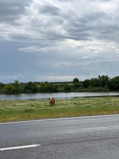 A cow stands in a field of white flowers next to a body of water. Behind the water is a line of trees and some wind turbines in the distance. The sky is cloudy. The foreground shows a wet asphalt road with white lines.