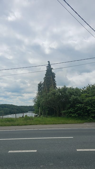 The image shows a roadside view in Silenrieux, Belgium, under a cloudy sky. In the foreground, there is an asphalt road with white lane markings. Beyond the road, a grassy verge separates it from a body of water, possibly a canal or lake, bordered by trees. A tall, leaning evergreen tree with multiple trunks stands prominently amidst dense green foliage on the right side of the frame. Overhead, two power lines run horizontally across the sky. The background features a heavily wooded hillside receding into the distance. The overall scene depicts a natural landscape adjacent to a road, suggesting a rural or semi-rural setting. There are no people or animals visible in the image.