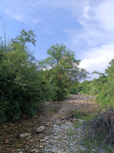 The image depicts a serene natural scene in Stănești, Romania. The primary subject is a shallow, rocky river flowing through a lush, green landscape. The riverbed is composed of numerous smooth stones of varying sizes, some submerged in the clear water and others exposed.
The banks of the river are densely populated with trees and thick vegetation. On the left side of the frame, large, leafy trees create a verdant wall. On the right, more trees and bushes extend into the distance, with a weeping willow visible further down the river. Scattered across the riverbed and banks are fallen branches and deadwood, adding a rustic element to the scene.
The sky above is a bright blue with scattered white clouds, suggesting fair weather. The lighting indicates it is daytime, likely late afternoon or early morning, given the gentle light and the absence of harsh shadows. There is no activity or event taking place; the image captures a static, tranquil moment in nature. The overall emotion evoked is one of peace and natural beauty. No text is visible in the image.