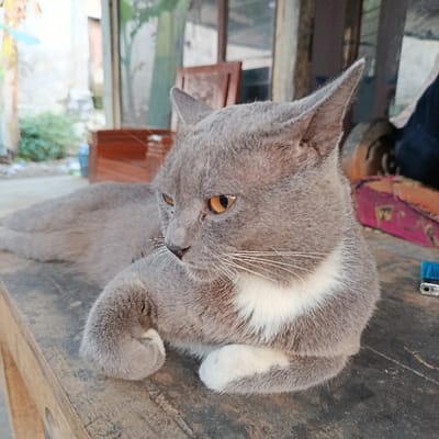 A gray and white cat with yellow eyes is lying on a wooden surface. The cat has a white patch on its chest and is looking to the left of the image. The surface is made of rough wood and there is a small, blue object to the right of the cat. The cat is in Sumberanyar, Indonesia at the coordinates -8.015 latitude and 113.801 longitude.
