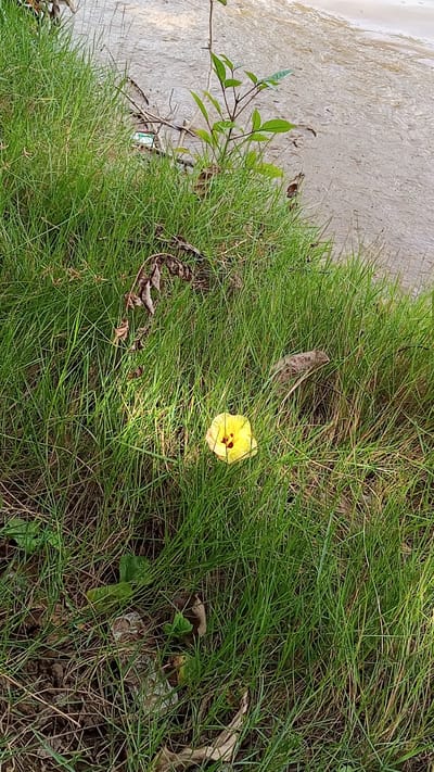 In Tanjong Krueng, Indonesia, a single yellow flower with a dark center is blooming in a patch of tall green grass. The flower is illuminated by a beam of sunlight, creating a contrast with the surrounding shaded grass. The background shows a body of water with a sandy shore. The overall scene is natural and serene.